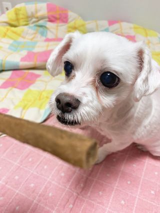 My Pet Care 천연단백질 치아건강에 개좋아 — 5점을 준 리뷰어가 2020년 12월 올린 사용 사진