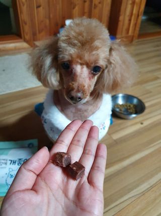 My Pet Care 천연단백질 눈건강에 개좋아 — 5점을 준 리뷰어가 2021년 4월 올린 사용 사진