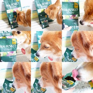 [푸디웜] 라포그  리얼인섹트 웨이트밸런스 저알러지 강아지 사료  1.2KG — 4.5점을 준 리뷰어가 2022년 7월 올린 사용 사진