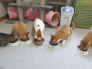 5냥2멍님이 올린 리뷰 사진 4