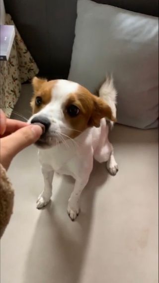 My Pet Care 천연단백질 눈건강에 개좋아 — 4점을 준 리뷰어가 2021년 1월 올린 사용 사진