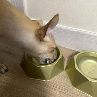 씽크라이크펫 강아지 화식 (50g 소/닭/오리/양 1팩씩 4팩) — 5점을 준 리뷰어가 2023년 1월 올린 사용 사진