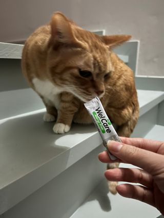 하피언니님이 올린 리뷰 사진 2