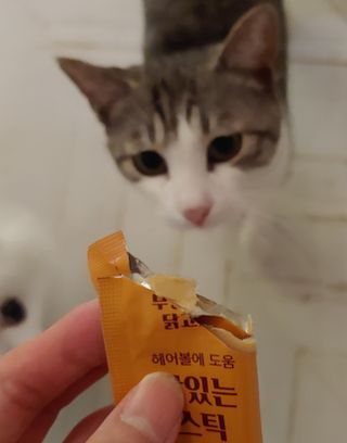 페페로니 맛있는 스틱 - 무항생제 닭고기 15개 + 원양선 참치 15개 — 5점을 준 리뷰어가 2021년 8월 올린 사용 사진