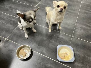 도그퓨어 푸드닭 강아지 닭고기 통살 애견간식 오리지널/차전자피/초록입홍합 — 5점을 준 리뷰어가 2021년 10월 올린 사용 사진