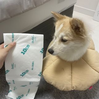 아베크 펫 와이드 프리미엄 대형 애견 강아지 배변 패드 30매 1팩 80g — 5점을 준 리뷰어가 2021년 7월 올린 사용 사진