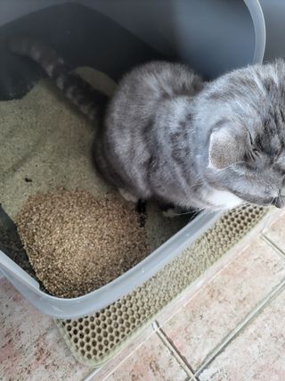 브라우니모래 [브라우니] 고양이 카사바모래 브라우니 천연 응고형 모래  6Lx2개 — 5점을 준 리뷰어가 2023년 11월 올린 사용 사진