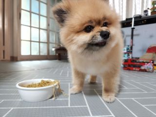 안심댕면 강아지라면 5봉지+쓰담쓰담 종합영양제 2스틱 샘플 증정 — 3.5점을 준 리뷰어가 2022년 8월 올린 사용 사진