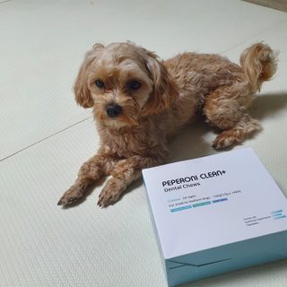 페페로니 클린플러스 덴탈치킨껌 10g x 14p — 5점을 준 리뷰어가 2021년 7월 올린 사용 사진