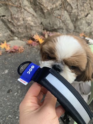 베이컨박스 [BACON] 고아웃클럽 산책 안전벨트 리뉴얼 - 중,대형견용 — 5점을 준 리뷰어가 2021년 12월 올린 사용 사진
