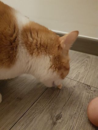 냥냥짱님이 올린 리뷰 사진 3