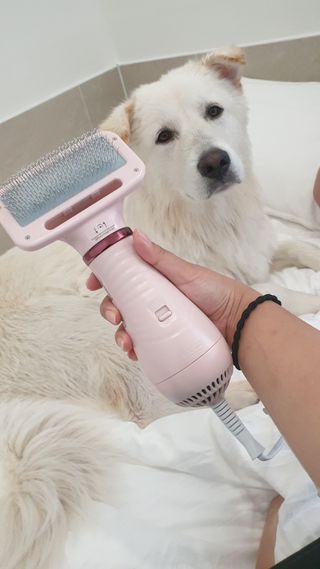 아베크 펫 강아지 고양이 애견 에어 브러쉬 드라이기 올인원 — 4점을 준 리뷰어가 2021년 7월 올린 사용 사진