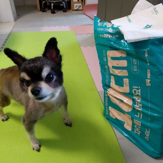 아베크 펫 와이드 프리미엄 중형 애견 강아지 배변 패드 54매 1팩 45g — 5점을 준 리뷰어가 2021년 7월 올린 사용 사진