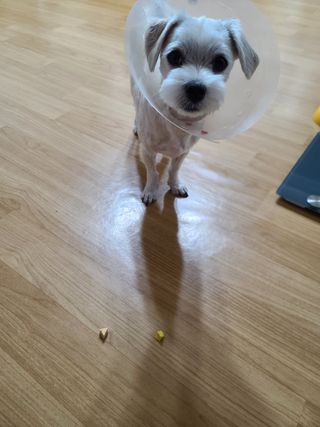 삐랭이님이 올린 리뷰 사진 3