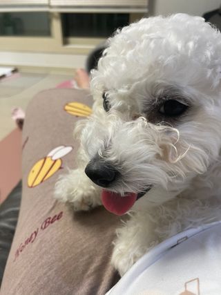 My Pet Care 천연단백질 관절건강에 개좋아 — 5점을 준 리뷰어가 2021년 1월 올린 사용 사진