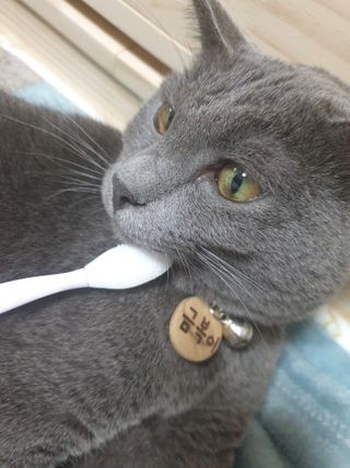 [자유펫] 고양이 턱드름 여드름 예방 및 제거 세트, 블랙씨드케어박스 — 5점을 준 리뷰어가 2021년 10월 올린 사용 사진