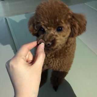 My Pet Care 천연단백질 눈건강에 개좋아 — 5점을 준 리뷰어가 2021년 1월 올린 사용 사진