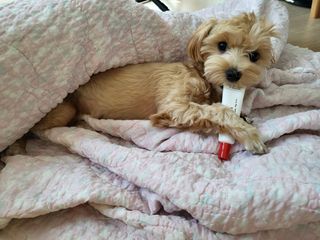 [자유펫] 시코니딘 고양이 강아지 피부 보습 연고 20g — 5점을 준 리뷰어가 2021년 10월 올린 사용 사진