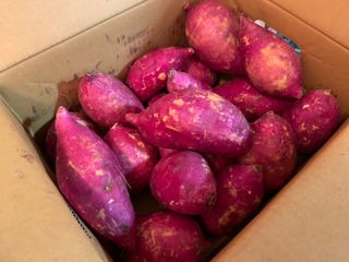 해뜨온 거산 노랑밤고구마 (3,4,5,10 kg) 한입 — 4점을 준 리뷰어가 2021년 10월 올린 사용 사진