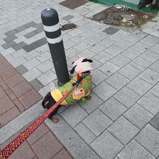 베이컨박스 [BACON] 고아웃클럽 산책 안전벨트 리뉴얼 - 중,대형견용 — 5점을 준 리뷰어가 2021년 12월 올린 사용 사진