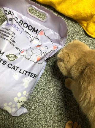 겟플렉스 켓플렉스 캣츠룸BS-1 고양이모래 4kg — 5점을 준 리뷰어가 2021년 1월 올린 사용 사진