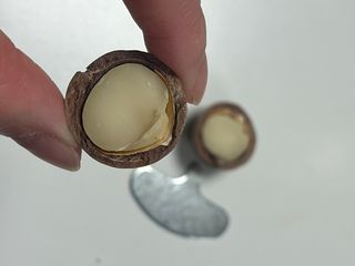 비나프렌즈 (구매평) 25년 햇 수확 알큰 프리미엄 껍질 까먹는 통 마카다미아 — 5점을 준 리뷰어가 2025년 8월 올린 사용 사진