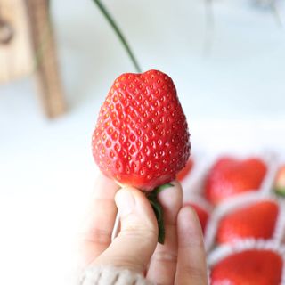 옳음 딸기 논산 설향 딸기 900g 산지직송 — 5점을 준 리뷰어가 2021년 2월 올린 사용 사진