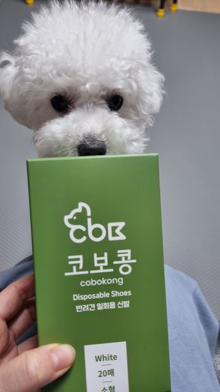 코보콩 에어슈즈 강아지 일회용 신발 소용량 패키지 20매 초경량  미끄럼방지 실내외 겸용 — 4점을 준 리뷰어가 2022년 2월 올린 사용 사진