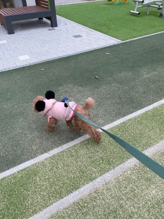 베이컨박스 [BACON] 고아웃클럽 산책 안전벨트 — 5점을 준 리뷰어가 2021년 2월 올린 사용 사진