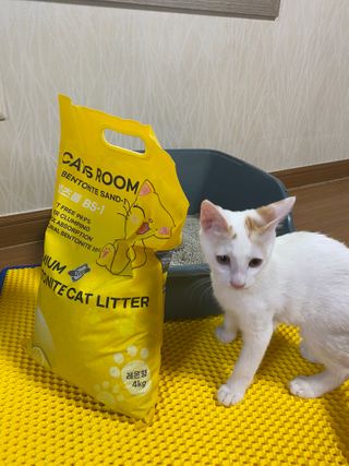 겟플렉스 켓플렉스 캣츠룸BS-1 고양이모래 4kg — 5점을 준 리뷰어가 2021년 1월 올린 사용 사진
