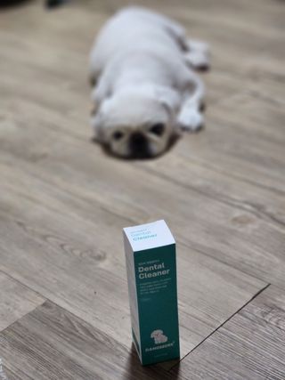 [댕모어 클리너 3종] 아이클리너 / 이어클리너 / 덴탈클리너 3종 세트 (120ml) — 5점을 준 리뷰어가 2023년 8월 올린 사용 사진