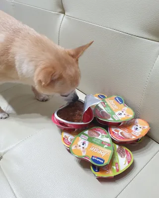 비타크래프트 조에시 하트캔 85g 강아지 습식캔 10캔 — 5점을 준 리뷰어가 2021년 9월 올린 사용 사진