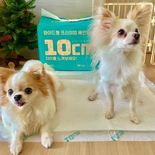 아베크 펫 와이드 프리미엄 대형 애견 강아지 배변 패드 30매 1팩 80g — 5점을 준 리뷰어가 2021년 7월 올린 사용 사진