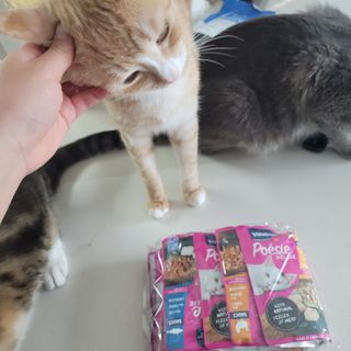 비타크래프트 포에시 델리스 고양이 파우치 85g 9가지맛 1팩씩 — 5점을 준 리뷰어가 2021년 8월 올린 사용 사진