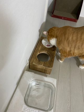 비타크래프트 고양이 수프 50g 3가지맛 x4팩씩 총 12팩 — 1점을 준 리뷰어가 2021년 10월 올린 사용 사진