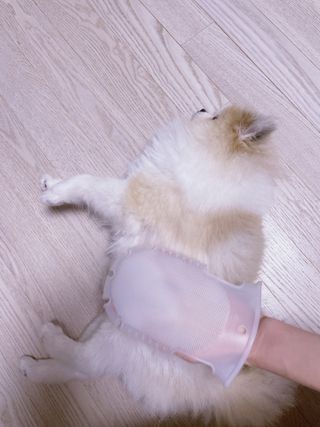 whol 키토미스트 150ml + 실리콘바디브러쉬  강아지 고양이 항균항바이러스, 강력탈취 피부 보습,무향 — 5점을 준 리뷰어가 2022년 9월 올린 사용 사진