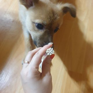 페페로니 클린플러스 덴탈오리껌 10g x 14p — 5점을 준 리뷰어가 2021년 7월 올린 사용 사진