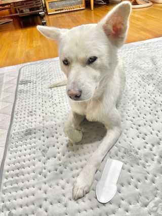 코보콩 에어슈즈 강아지 일회용 신발 소용량 패키지 20매 초경량  미끄럼방지 실내외 겸용 — 5점을 준 리뷰어가 2022년 2월 올린 사용 사진