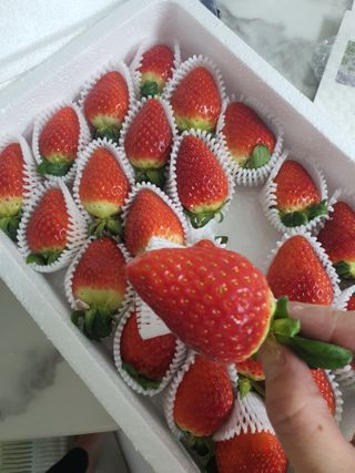 옳음 딸기 논산 설향 딸기 900g 산지직송 — 5점을 준 리뷰어가 2021년 1월 올린 사용 사진
