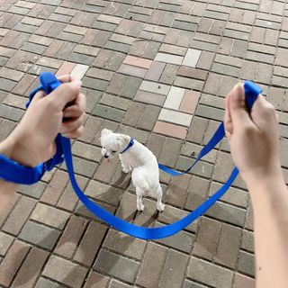 베이컨박스 [BACON] 고아웃클럽 이지그립 리드줄, 목줄 세트-BLUE — 4.5점을 준 리뷰어가 2021년 7월 올린 사용 사진