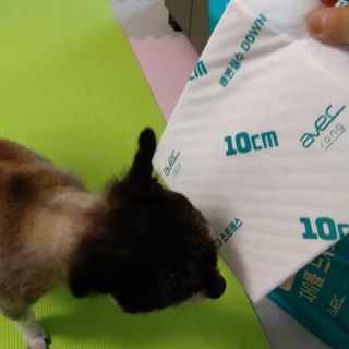 아베크 펫 와이드 프리미엄 중형 애견 강아지 배변 패드 54매 1팩 45g — 5점을 준 리뷰어가 2021년 7월 올린 사용 사진