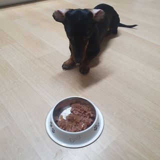 비타크래프트 조에시 하트캔 85g 강아지 습식캔 10캔 — 5점을 준 리뷰어가 2021년 10월 올린 사용 사진