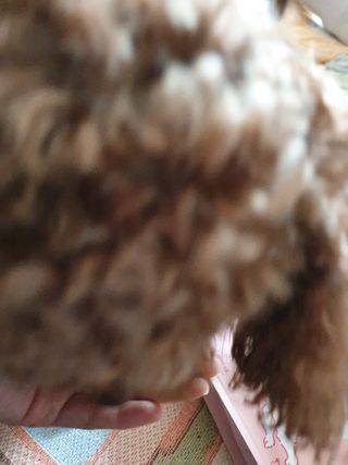 My Pet Care 천연단백질 관절건강에 개좋아 — 5점을 준 리뷰어가 2021년 2월 올린 사용 사진