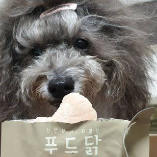 도그퓨어 푸드닭 강아지 닭고기 통살 애견간식 오리지널/차전자피/초록입홍합 — 5점을 준 리뷰어가 2021년 10월 올린 사용 사진