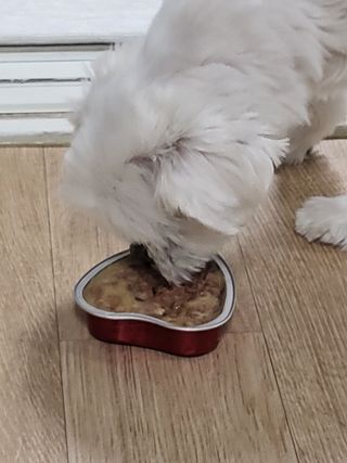 비타크래프트 조에시 하트캔 85g 강아지 습식캔 10캔 — 5점을 준 리뷰어가 2021년 10월 올린 사용 사진