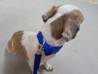베이컨박스 [BACON] 고아웃클럽 이지그립 리드줄, 목줄 세트-BLUE — 5점을 준 리뷰어가 2021년 7월 올린 사용 사진