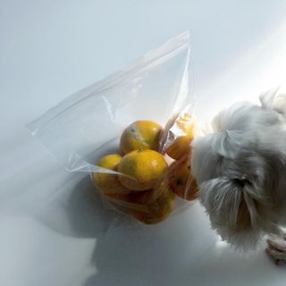 노플(NOPL) 노플 친환경 바이오 산화 생분해  항균 일회용 위생 비닐장갑 100매 + 지퍼백 소형, 대형 — 5점을 준 리뷰어가 2021년 10월 올린 사용 사진