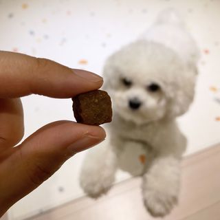 My Pet Care 천연단백질 관절건강에 개좋아 — 5점을 준 리뷰어가 2021년 3월 올린 사용 사진