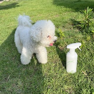 [푸푸몬스터](선물세트) 비건 펫 데오 스프레이(탈취제) 500ml (유향/무향 택 1)+산책 물통+메시지카드 — 5점을 준 리뷰어가 2022년 8월 올린 사용 사진