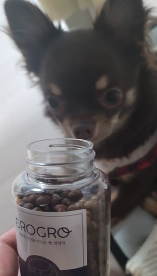 펫21 그로그로 5종 강아지 고양이 반려동물 한방 영양제 — 5점을 준 리뷰어가 2021년 11월 올린 사용 사진